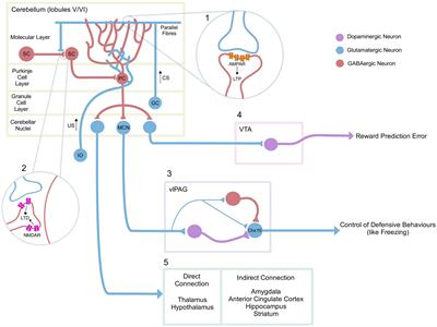 The cerebellum and fear extinction: evidence from rodent and human studies